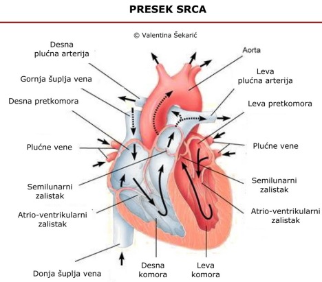 Ljudsko srce ispumpava krv preko aortnog zaliska u aortu iz koje krv struji i raspoređuje se u sve njene ogranke.