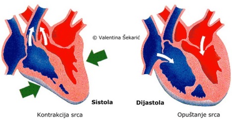 Pri merenju krvnog pritiska, određuju se vrednosti sistolnog i dijastolnog arterijskog pritiska.